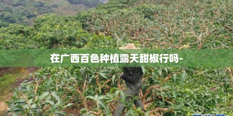 在广西百色种植露天甜椒行吗-