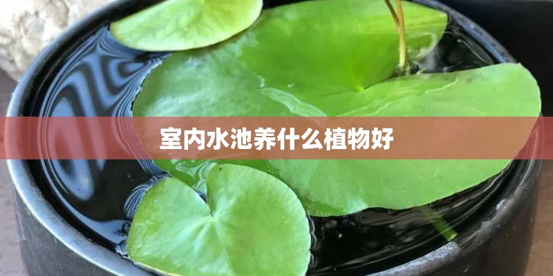 室内水池养什么植物好
