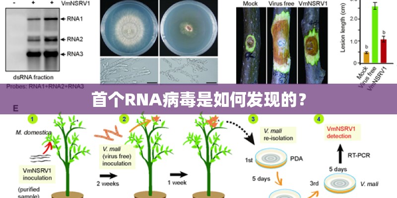 首个RNA病毒是如何发现的？