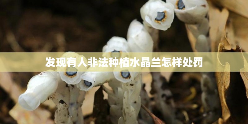 发现有人非法种植水晶兰怎样处罚
