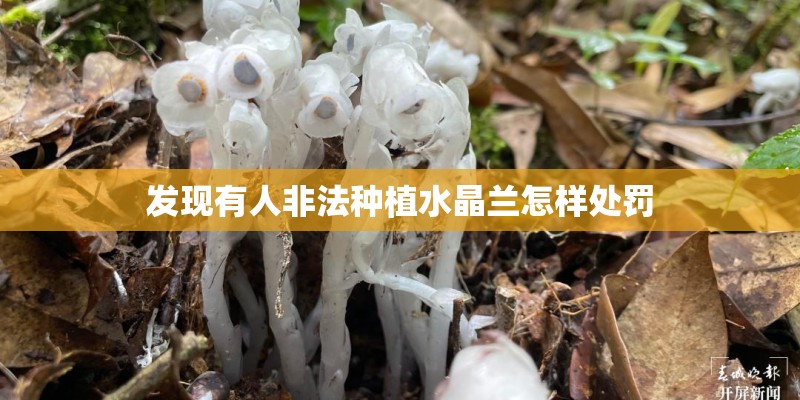 发现有人非法种植水晶兰怎样处罚