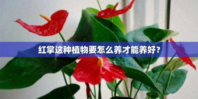 红掌这种植物要怎么养才能养好？