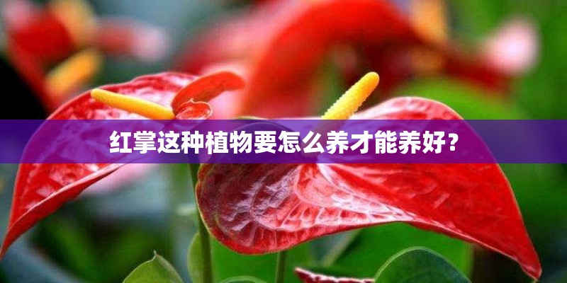 红掌这种植物要怎么养才能养好？