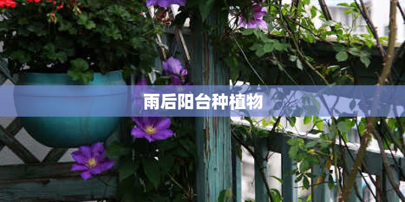 雨后阳台种植物