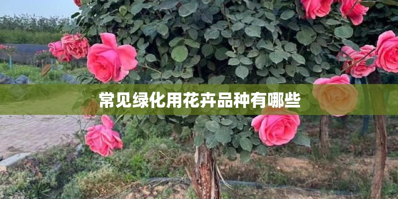 常见绿化用花卉品种有哪些