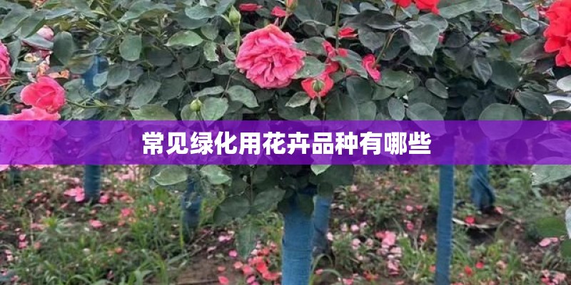 常见绿化用花卉品种有哪些