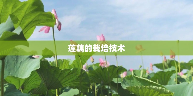 莲藕的栽培技术