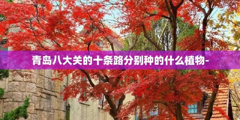 青岛八大关的十条路分别种的什么植物-