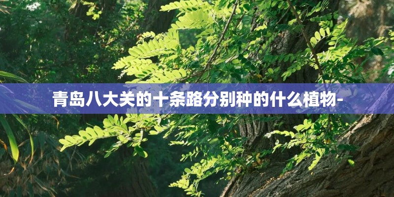 青岛八大关的十条路分别种的什么植物-