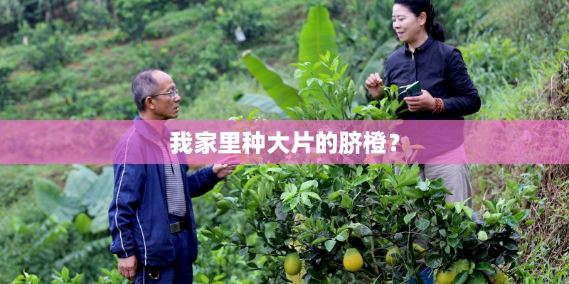 我家里种大片的脐橙？