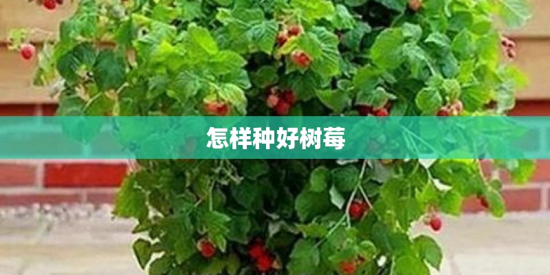 怎样种好树莓