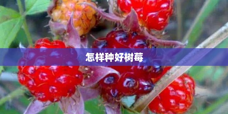 怎样种好树莓