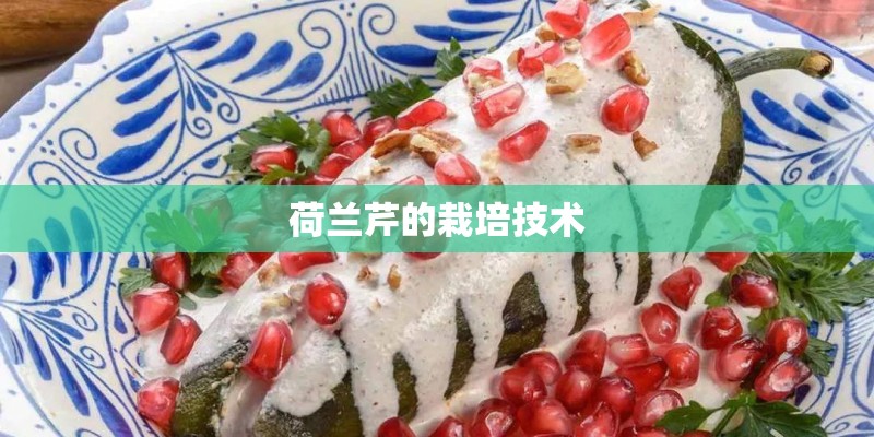 荷兰芹的栽培技术