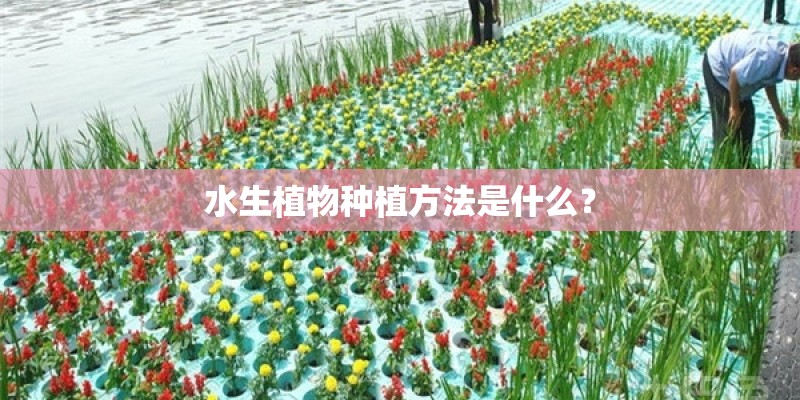 水生植物种植方法是什么？
