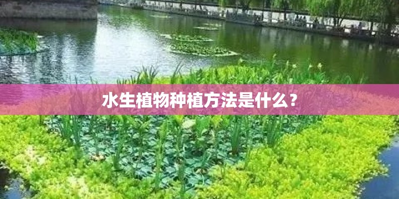 水生植物种植方法是什么？