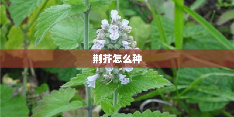 荆芥怎么种