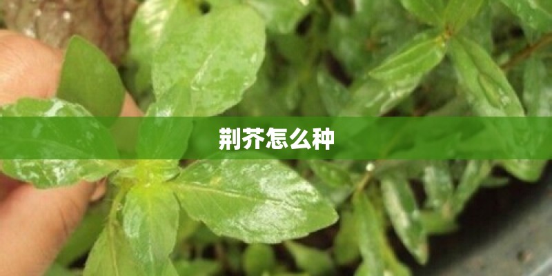 荆芥怎么种