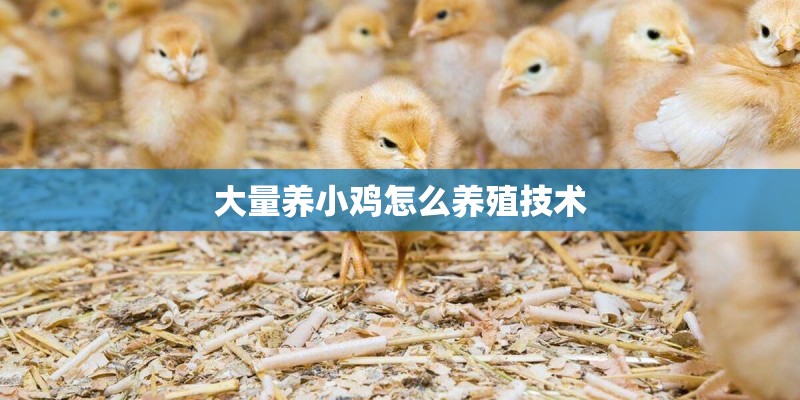 大量养小鸡怎么养殖技术