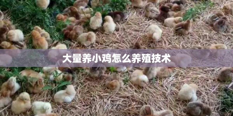 大量养小鸡怎么养殖技术
