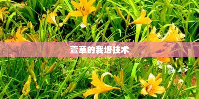 萱草的栽培技术