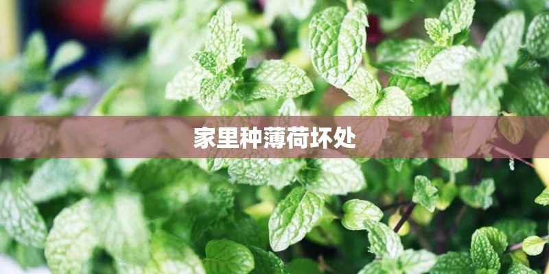 家里种薄荷坏处