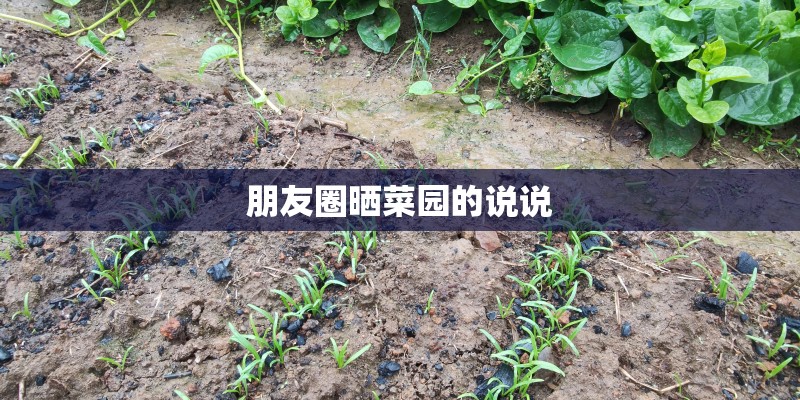 朋友圈晒菜园的说说