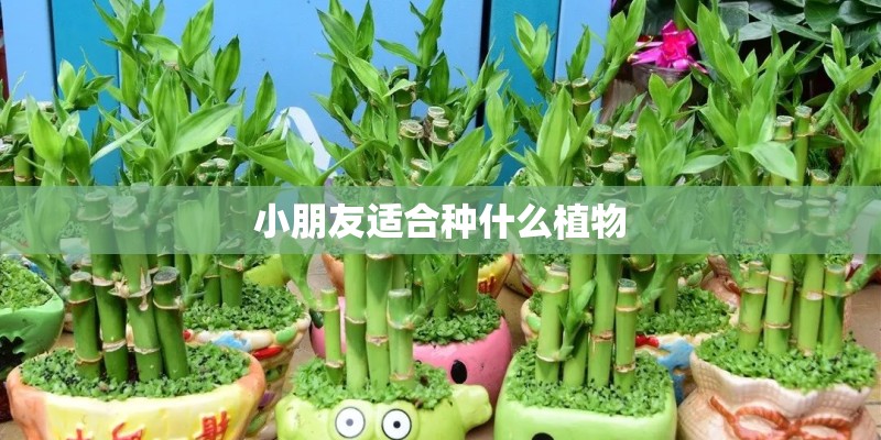 小朋友适合种什么植物