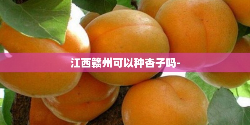 江西赣州可以种杏子吗-