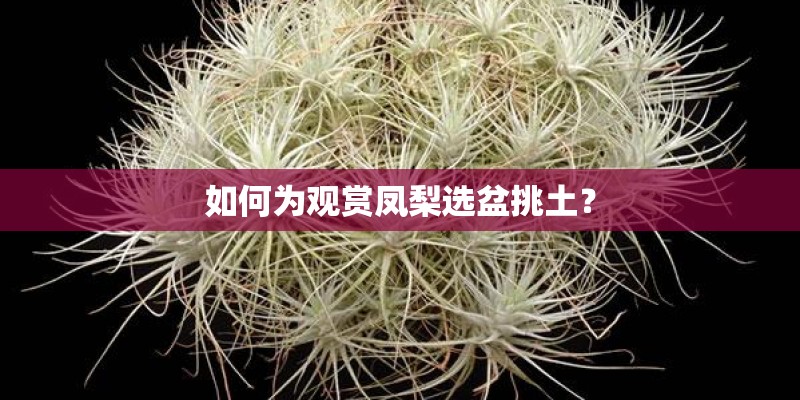 如何为观赏凤梨选盆挑土？