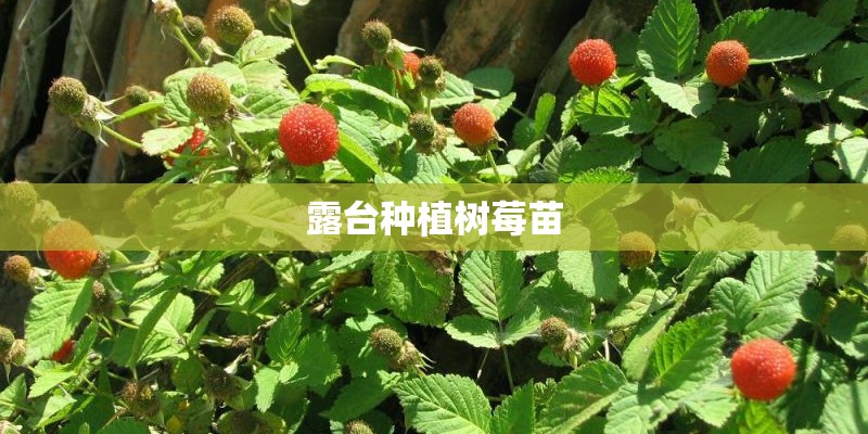 露台种植树莓苗