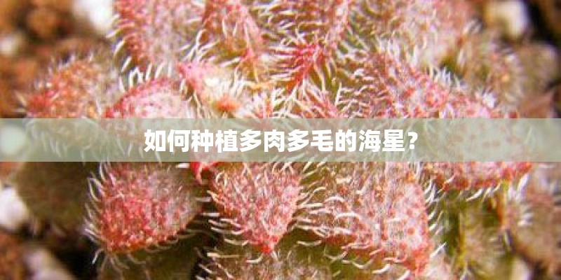 如何种植多肉多毛的海星？