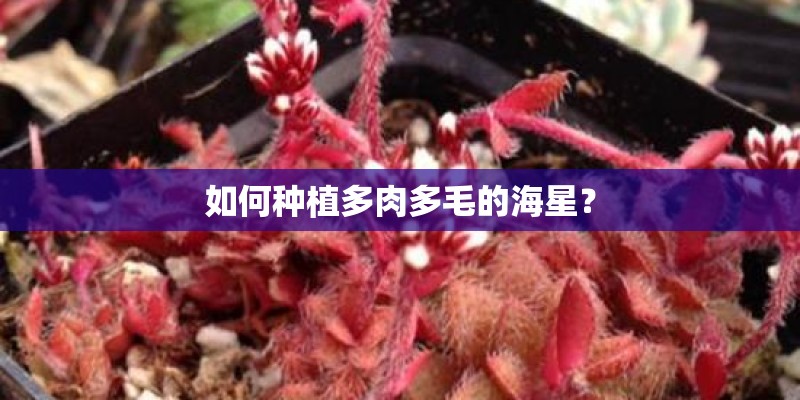 如何种植多肉多毛的海星？