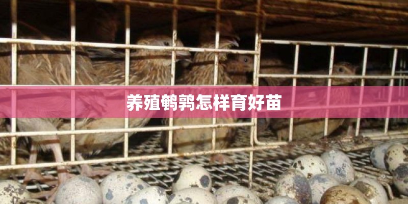 养殖鹌鹑怎样育好苗