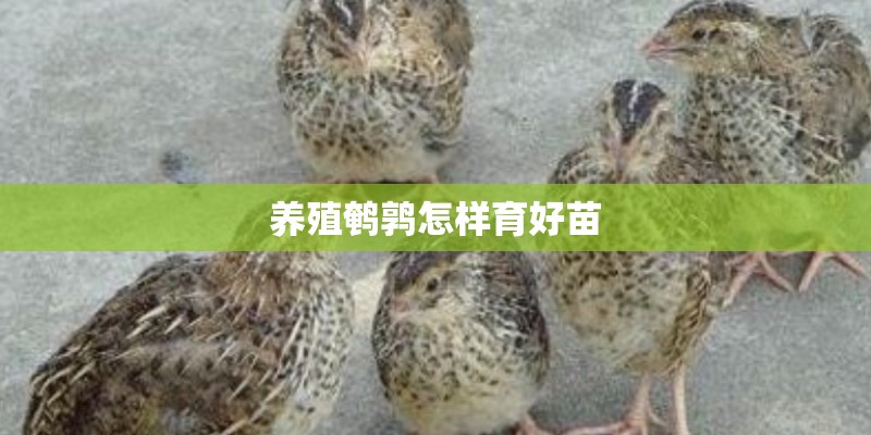 养殖鹌鹑怎样育好苗