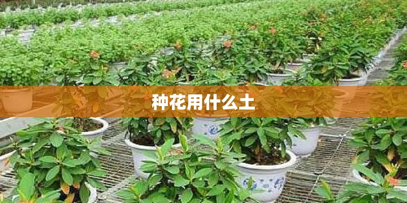 种花用什么土