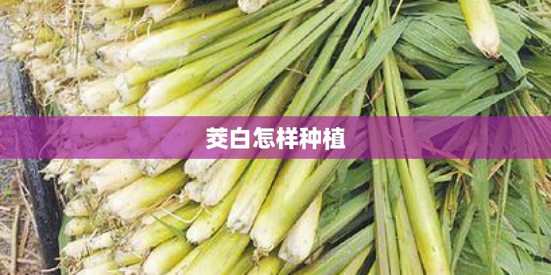 茭白怎样种植