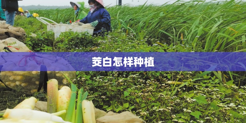 茭白怎样种植