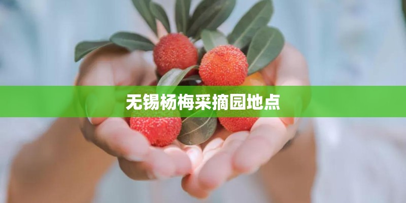 无锡杨梅采摘园地点