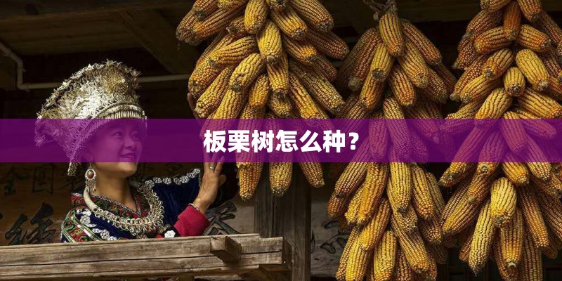 板栗树怎么种？
