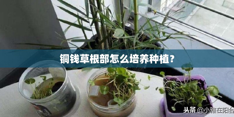 铜钱草根部怎么培养种植？