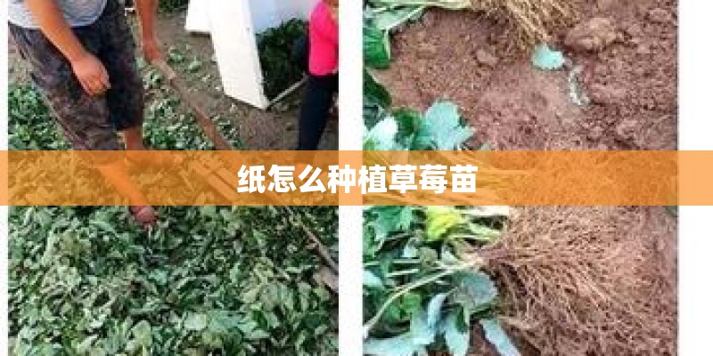 纸怎么种植草莓苗